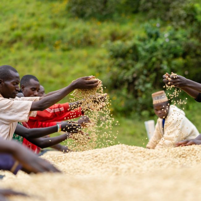 Stories Of A Coffee Roaster Vicky Coffee