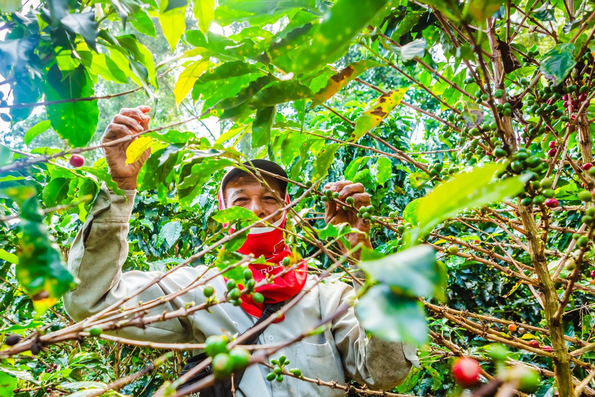 Coffee Roaster Gozo & Malta