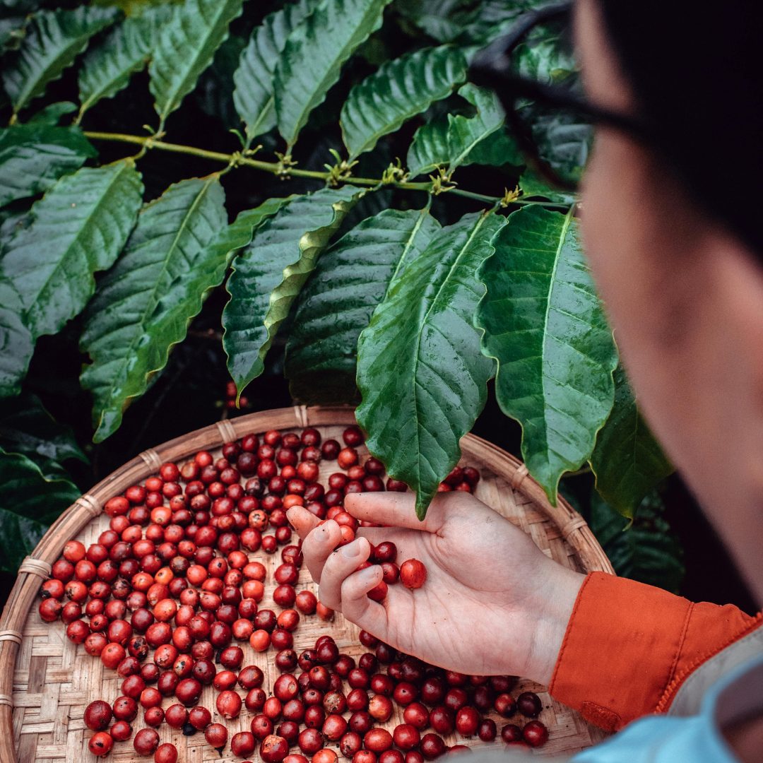Decaf Coffee Brazil Malta Vicky