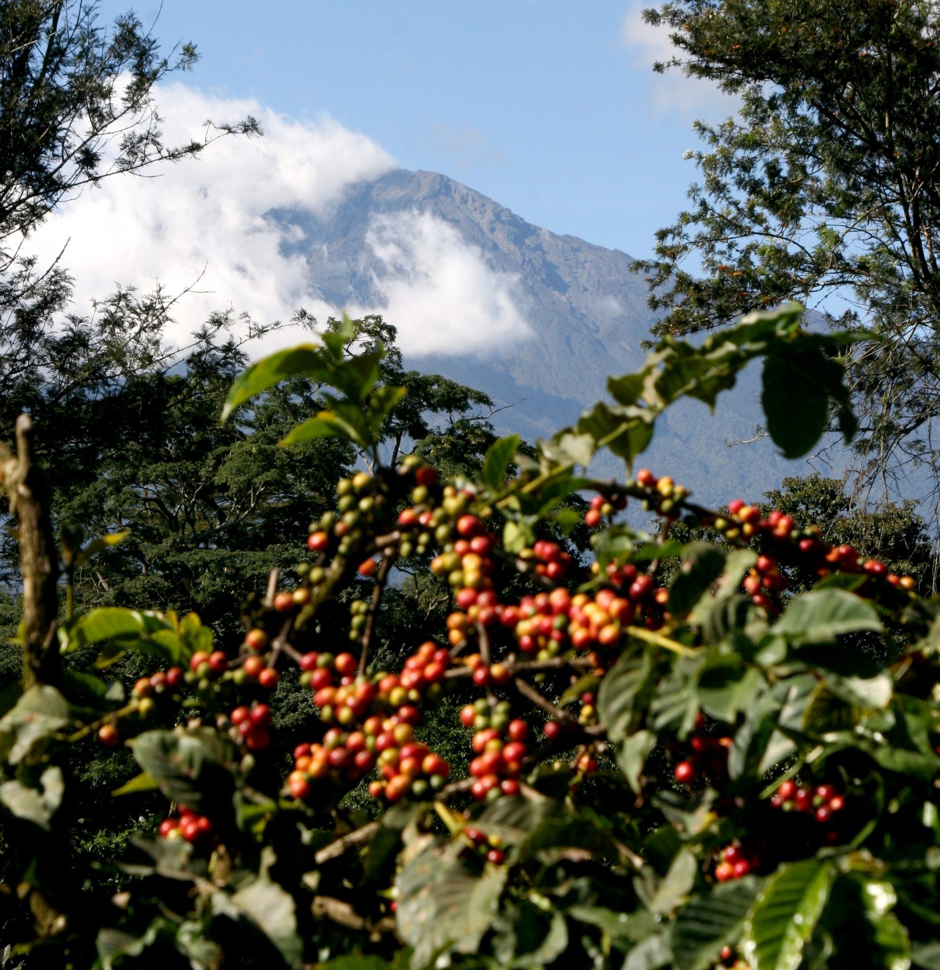 Tanzania Coffee Beans Malta Burka Estate