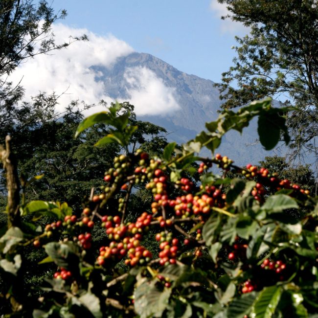 Arusha Tanzania Coffee Beans Malta