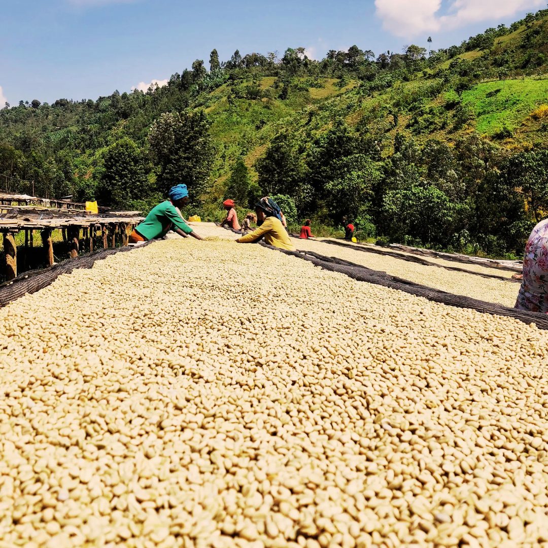 Ethiopia Coffee washed Malta
