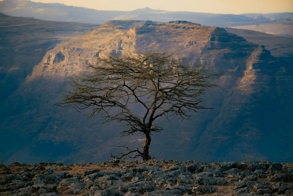 Heirloom Coffee Ethiopia