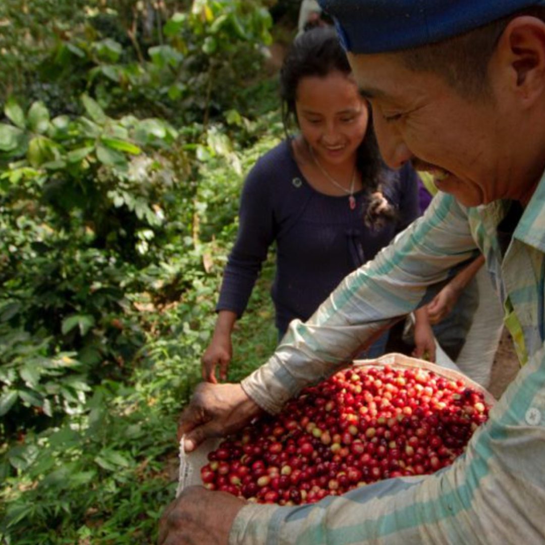 100% Arabica Coffee Malta