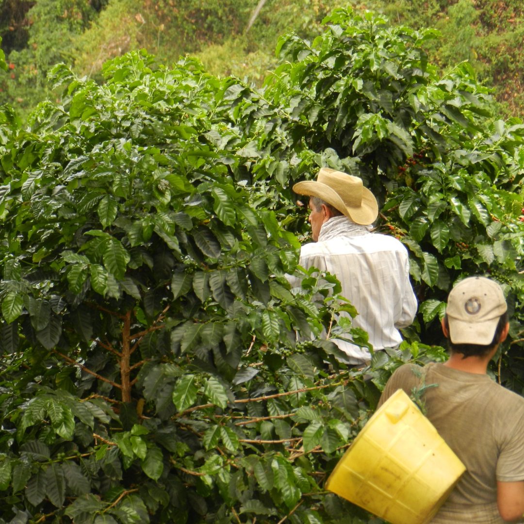 Single Origin Sugar Cane Decaf Malta