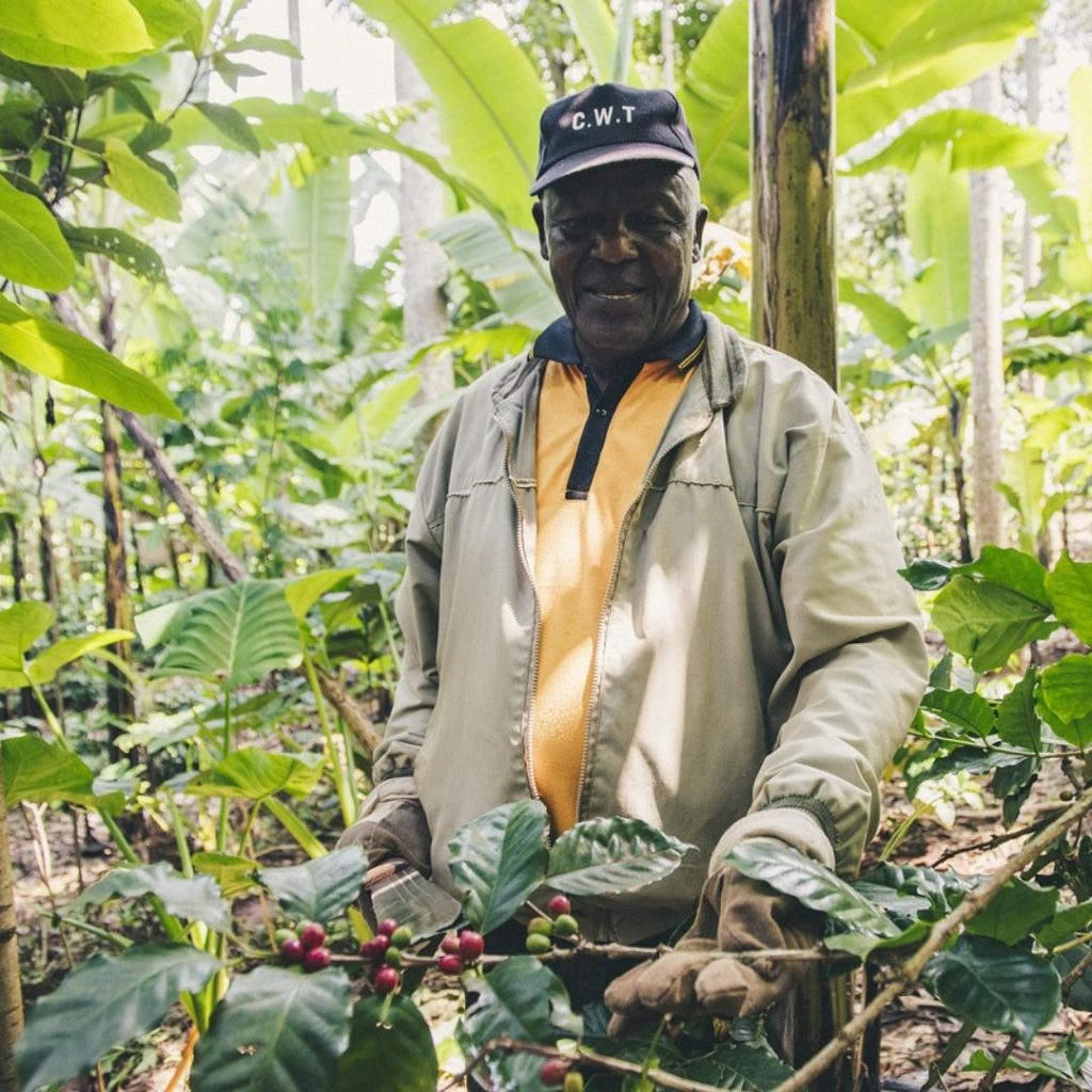 Best Tanzania Coffee Malta