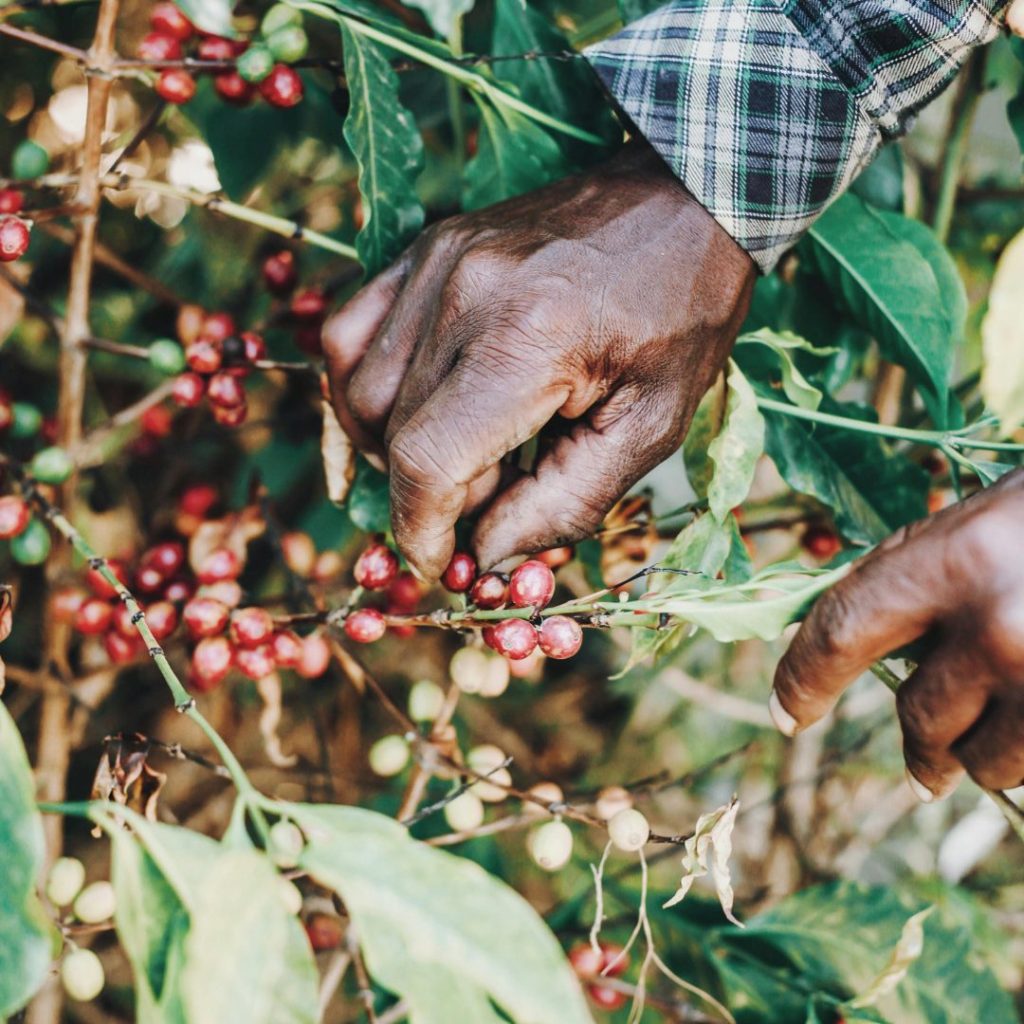 Coffee Best Tanzanian beans malta