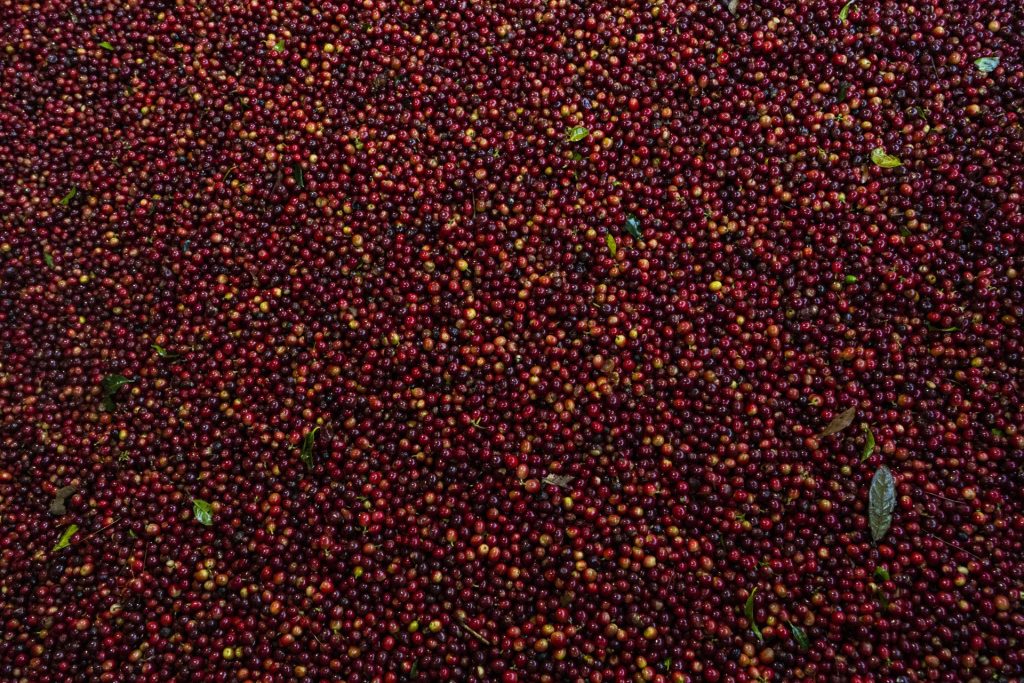 Coffee Guatemala Vicky Malta