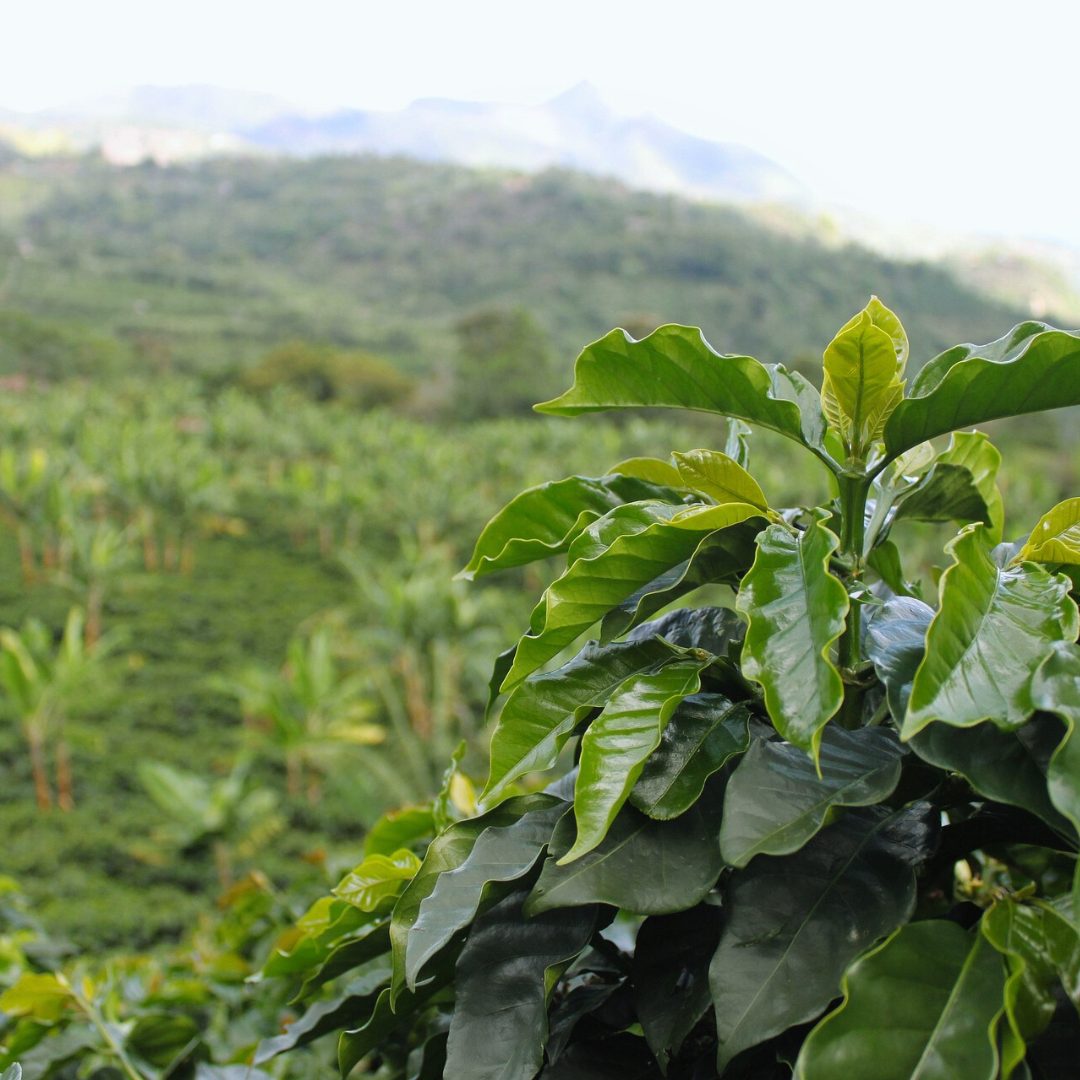 Organic Colombian Coffee Malta