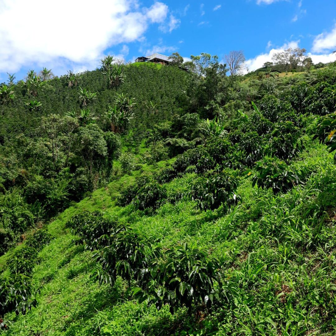 Huila Colombia Coffee Malta