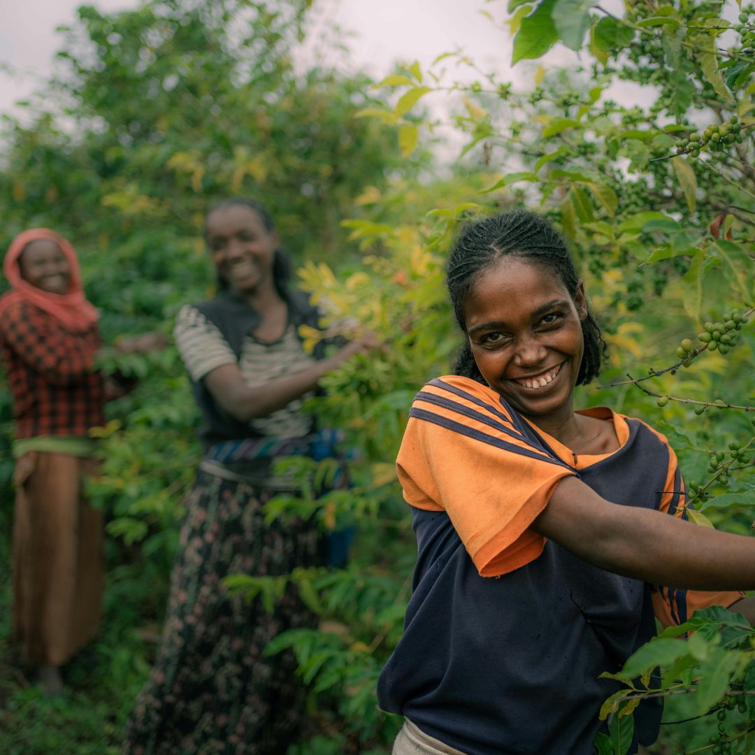 best Ethiopia Coffee Malta