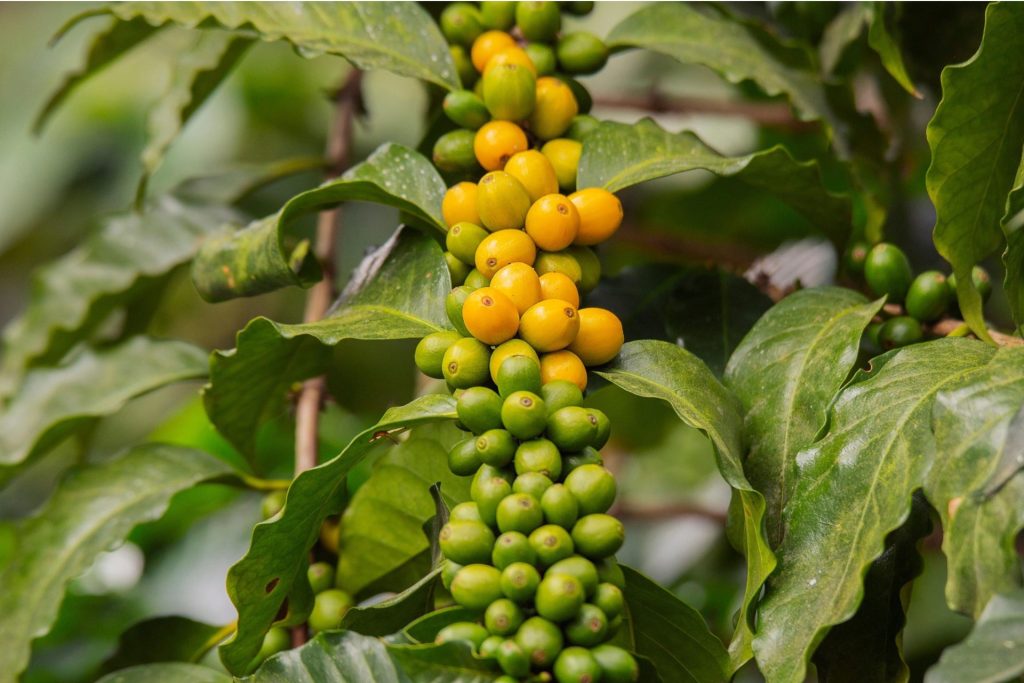 Speciality Coffee Beans