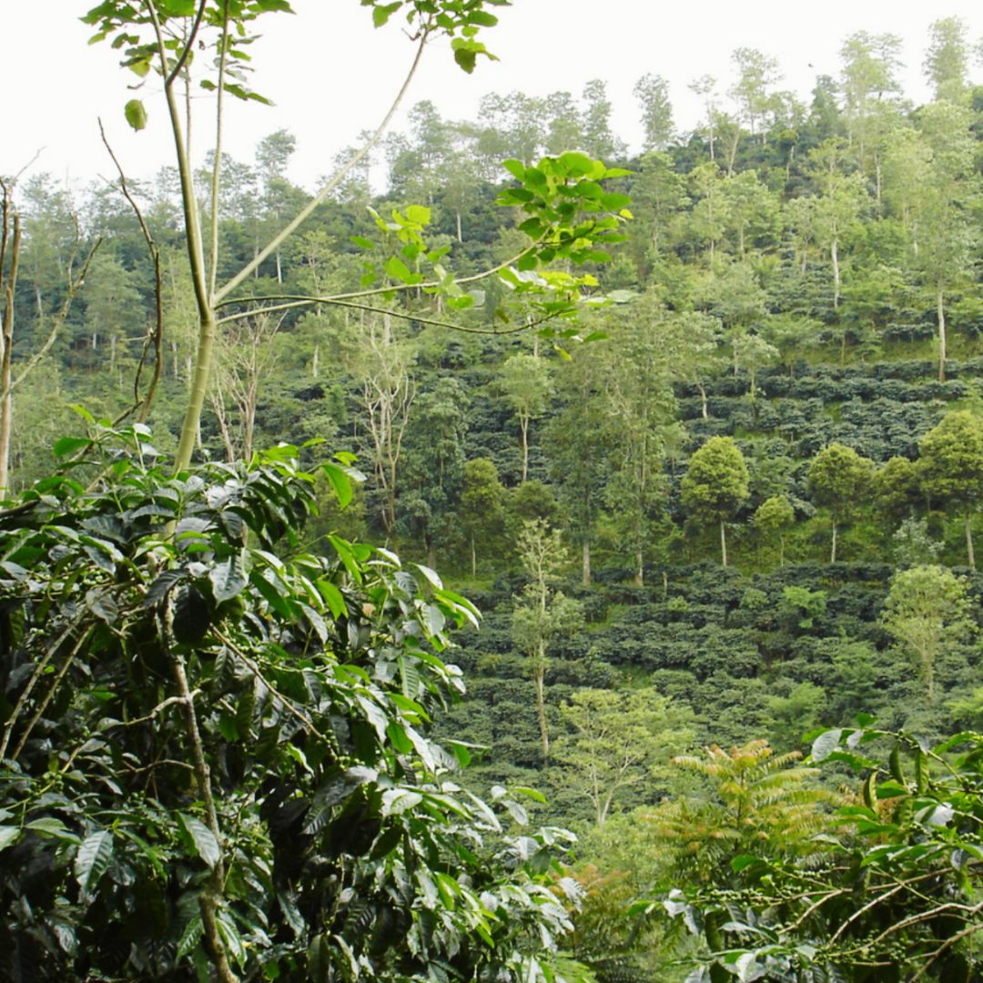 Best Indonesia Coffee Beans in Gozo