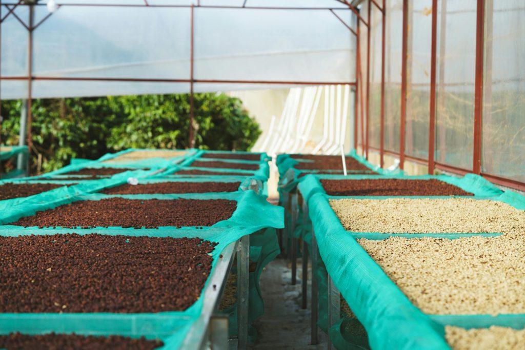 Costa Rica Coffee Malta