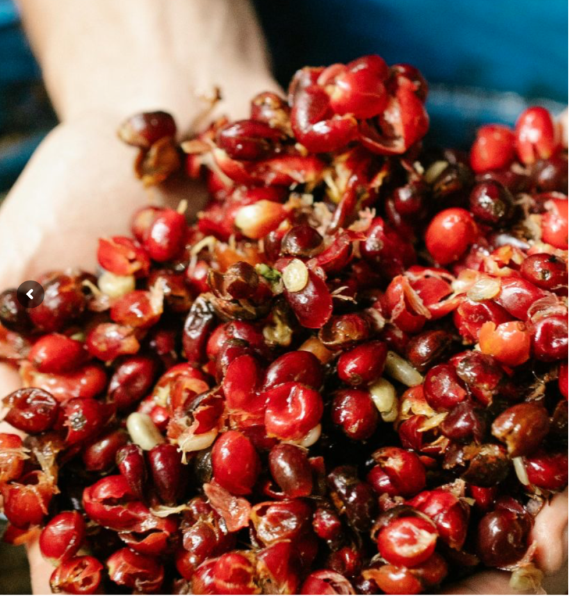 Washed Process Coffee From Mexico Malta