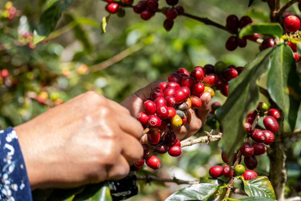 Best Arabica Coffee Malta Gozo Single Origin Hand Roasted