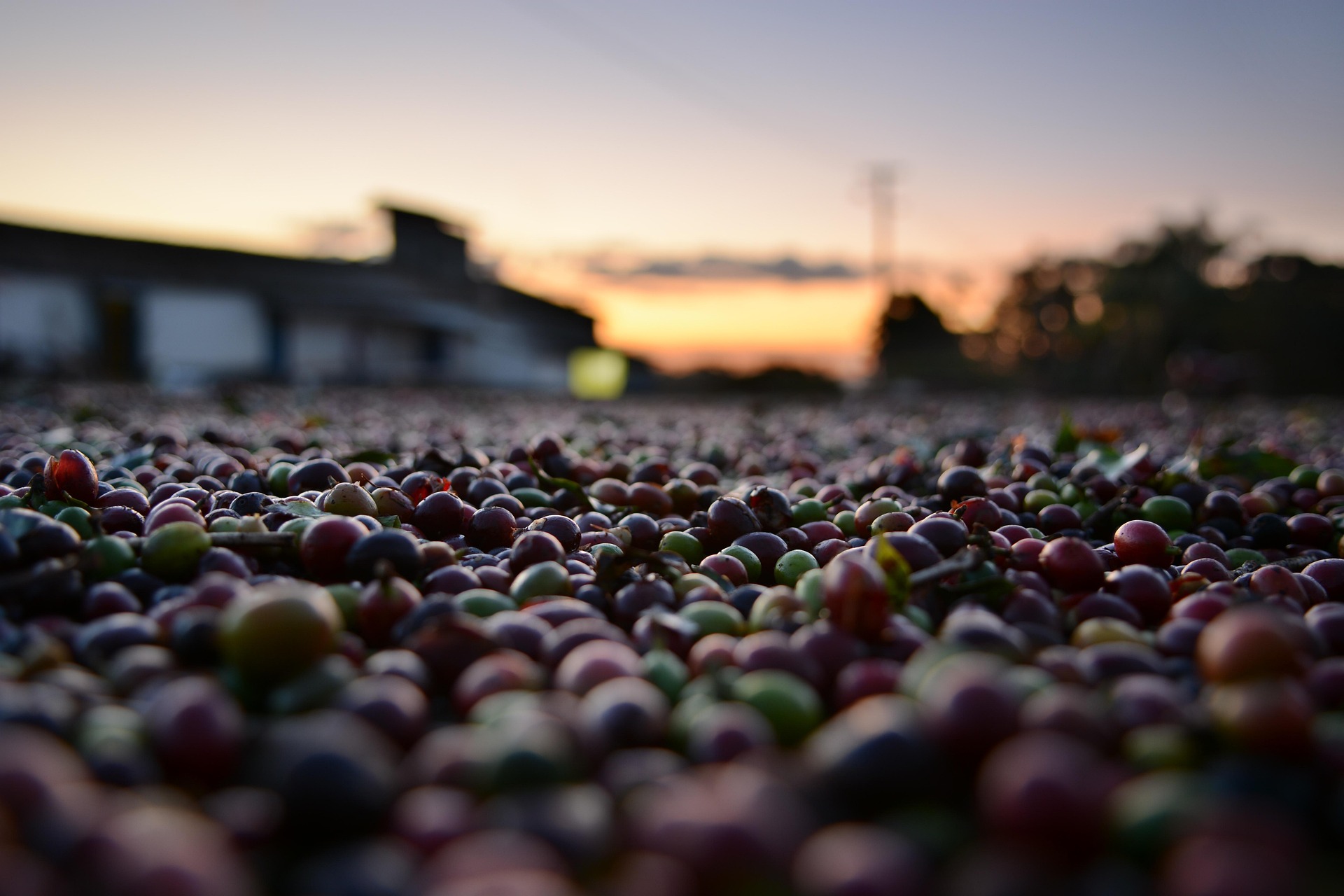 Brazil Coffee Malta Gozo Freshly Roasted