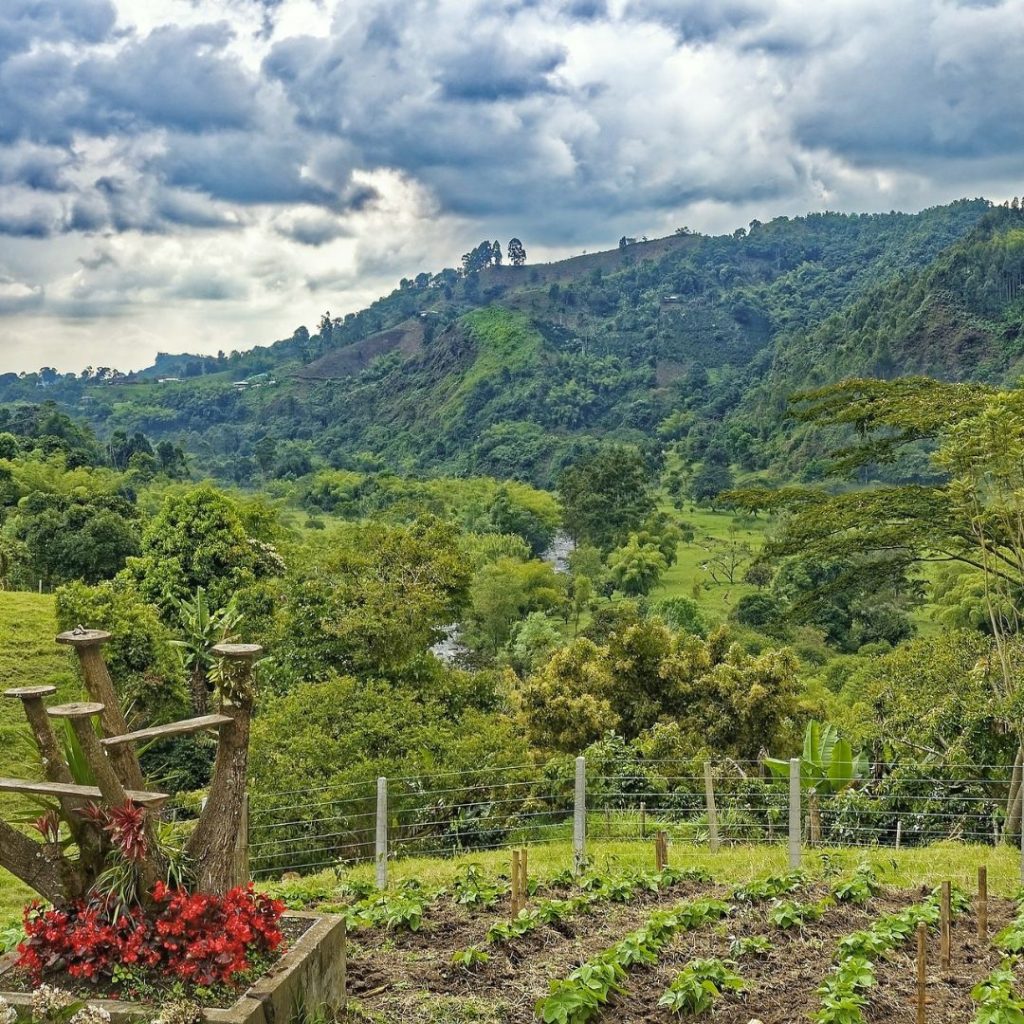 Coffee Plantation Brazil Malta