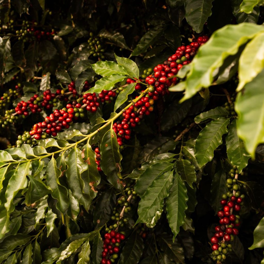Best Arabica Coffee Malta Gozo Single Origin Hand Roasted