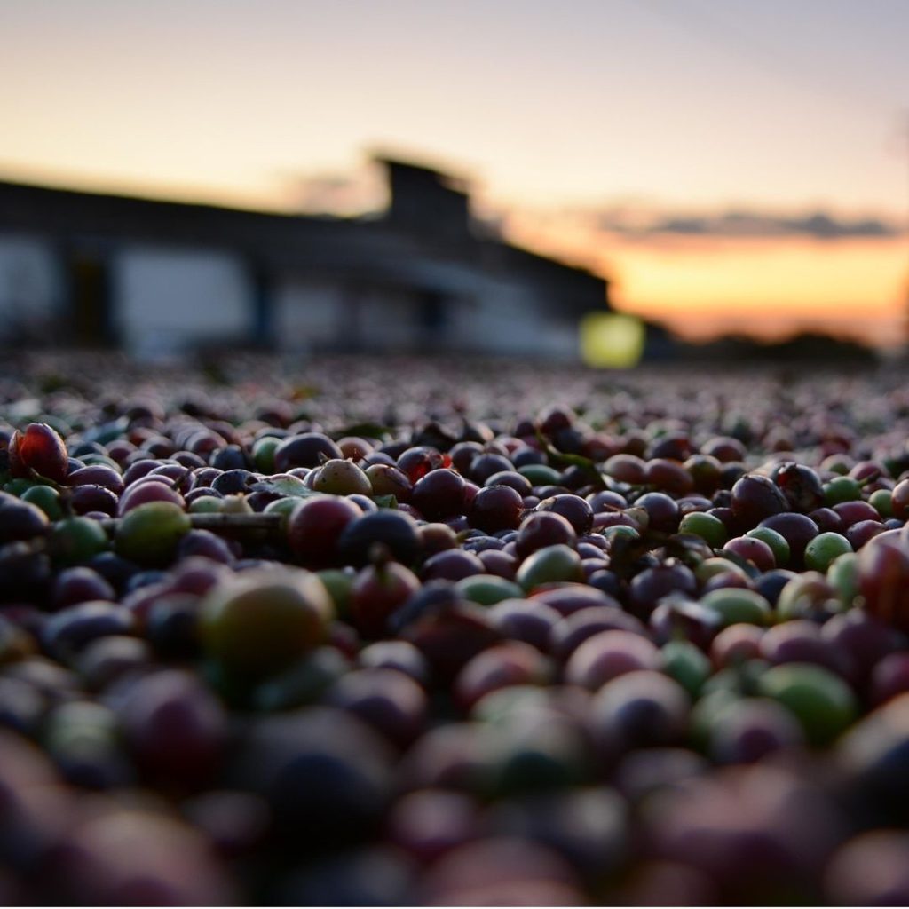 Mundo Novo & Catuai Arabica Beans - Malta