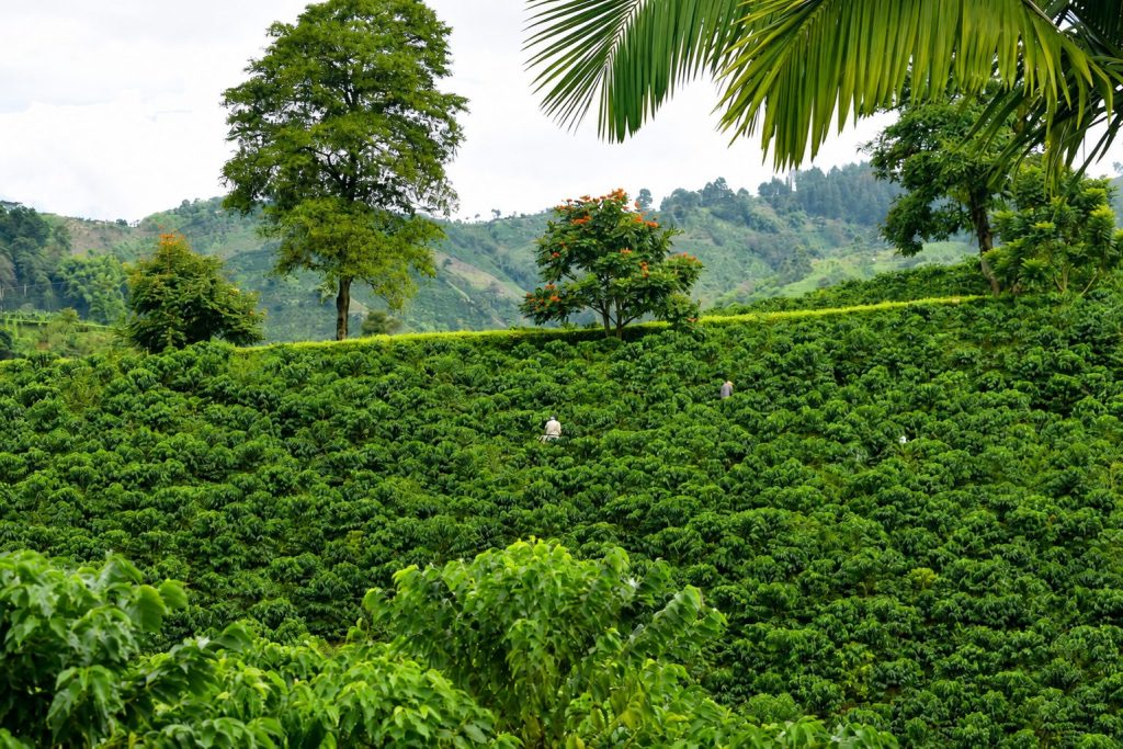 Coffee Plantation Malta