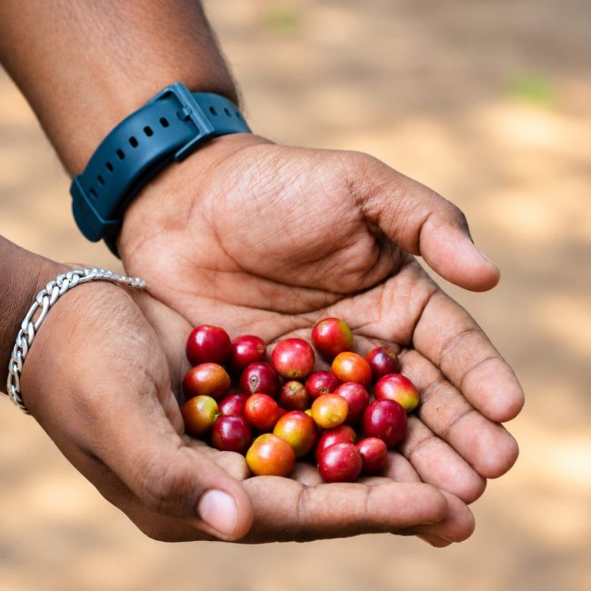Coffee Beans Offer Malta